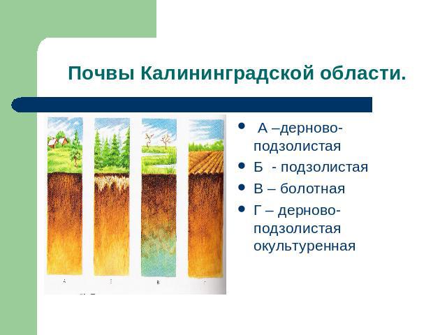 Почвы Калининградской области. А –дерново- подзолистаяБ - подзолистаяВ – болотнаяГ – дерново- подзолистая окультуренная