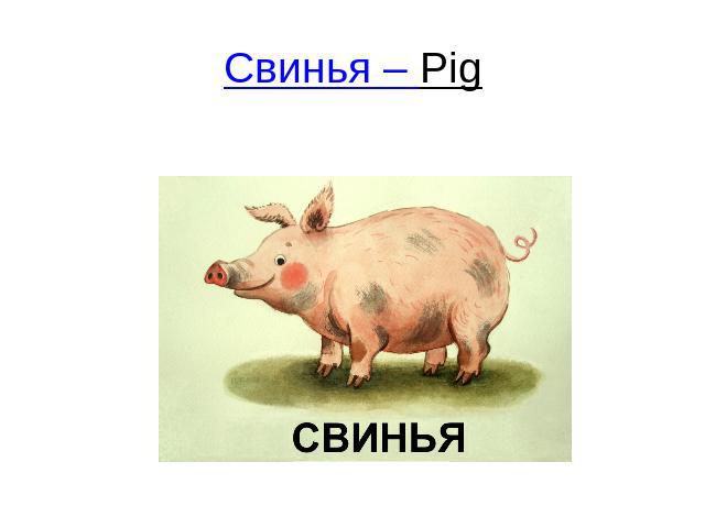 Свинья – Pig