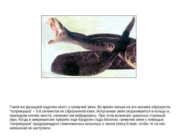 Такой же функцией наделен хвост у гремучей змеи. Во время линьки на его кончике образуется “погремушка” – 5-8 сегментов не сброшенной кожи. Испуганная змея сворачивается в кольцо и, приподняв кончик хвоста, начинает им вибрировать. При этом возникае…