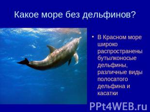 Какое море без дельфинов? В Красном море широко распространены бутылконосые дель
