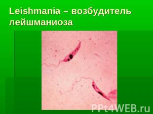 Leishmania – возбудитель лейшманиоза