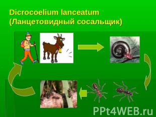 Dicrocoelium lanceatum (Ланцетовидный сосальщик)