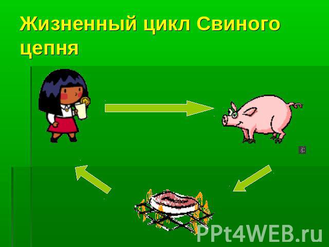 Жизненный цикл Свиного цепня