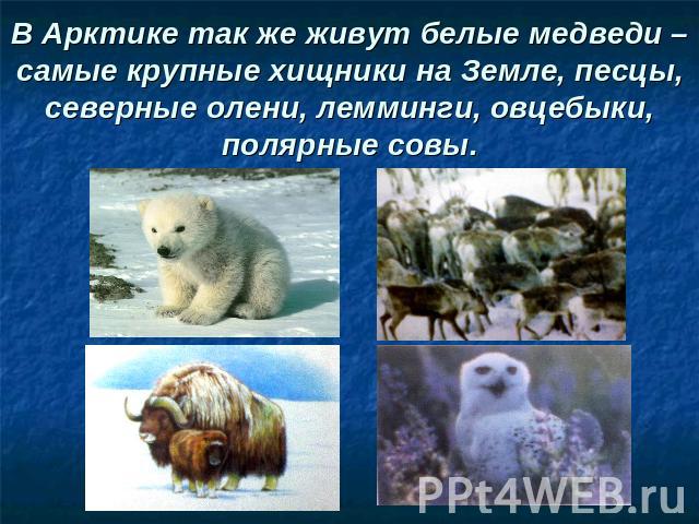 В Арктике так же живут белые медведи – самые крупные хищники на Земле, песцы, северные олени, лемминги, овцебыки, полярные совы.