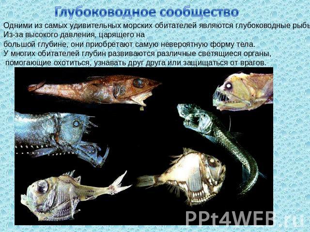 Глубоководное сообщество Одними из самых удивительных морских обитателей являются глубоководные рыбы. Из-за высокого давления, царящего на большой глубине, они приобретают самую невероятную форму тела. У многих обитателей глубин развиваются различны…