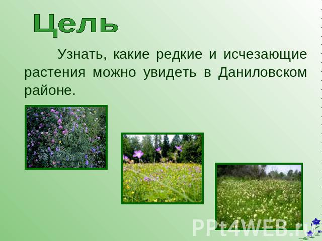 Цель Узнать, какие редкие и исчезающие растения можно увидеть в Даниловском районе.