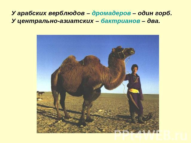 У арабских верблюдов – дромадеров – один горб. У центрально-азиатских – бактрианов – два.