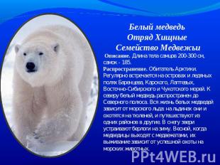 Белый медведь Отряд Хищные Семейство Медвежьи Описание. Длина тела самцов 200-30