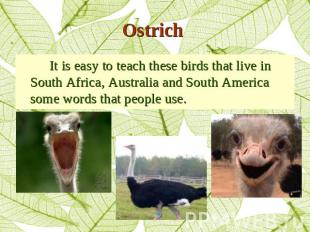 Ostrich It is easy to teach these birds that live in South Africa, Australia and