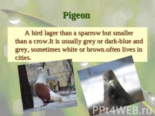 Pigeon A bird lager than a sparrow but smaller than a crow.It is usually grey or