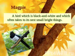 Magpie A bird which is black-and-white and which often takes to its nest small b