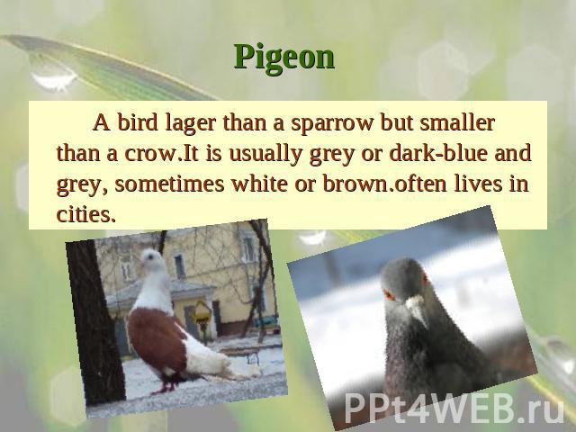 Pigeon A bird lager than a sparrow but smaller than a crow.It is usually grey or dark-blue and grey, sometimes white or brown.often lives in cities.