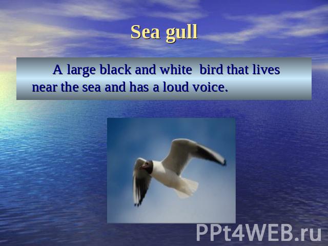 Sea gull A large black and white bird that lives near the sea and has a loud voice.