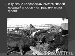 В деревне Коробовской выкармливали лошадей и коров и отправляли их на фронт
