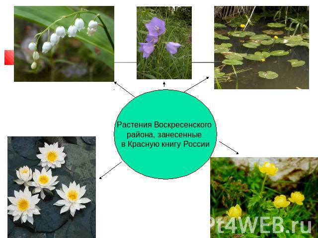 Растения Воскресенского района, занесенные в Красную книгу России