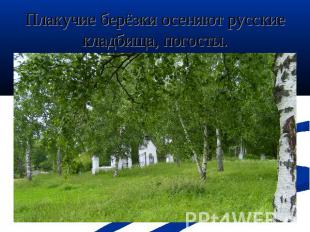 Плакучие берёзки осеняют русские кладбища, погосты.