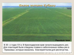 Белое золото КубаниВ 30 –х годах XX в. В Краснодарском крае начали выращивать ри