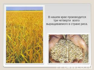 В нашем крае производитсятри четверти всего выращиваемого в стране риса.