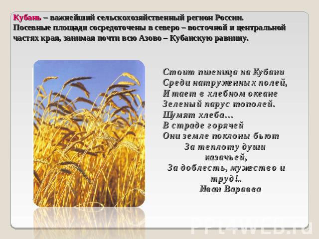 Кубань – важнейший сельскохозяйственный регион России.Посевные площади сосредоточены в северо – восточной и центральной частях края, занимая почти всю Азово – Кубанскую равнину. Стоит пшеница на КубаниСреди натруженных полей,И тает в хлебном океанеЗ…