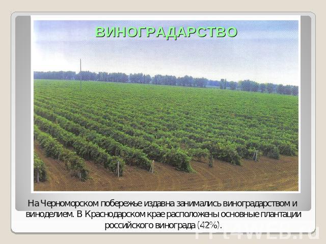 ВИНОГРАДАРСТВОНа Черноморском побережье издавна занимались виноградарством и виноделием. В Краснодарском крае расположены основные плантациироссийского винограда (42%).
