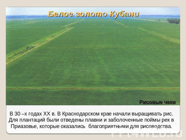 Белое золото КубаниВ 30 –х годах XX в. В Краснодарском крае начали выращивать рис. Для плантаций были отведены плавни и заболоченные поймы рек в Приазовье, которые оказались благоприятными для рисоводства.