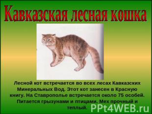 Кавказская лесная кошкаЛесной кот встречается во всех лесах Кавказских Минеральн