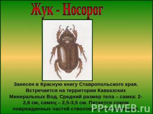 Жук - НосорогЗанесен в Красную книгу Ставропольского края. Встречается на террит