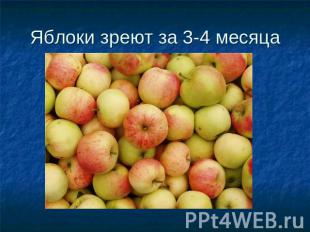 Яблоки зреют за 3-4 месяца
