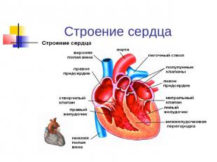 Строение сердца Представляет собой полый мышечный орган, разделенный на четыре п