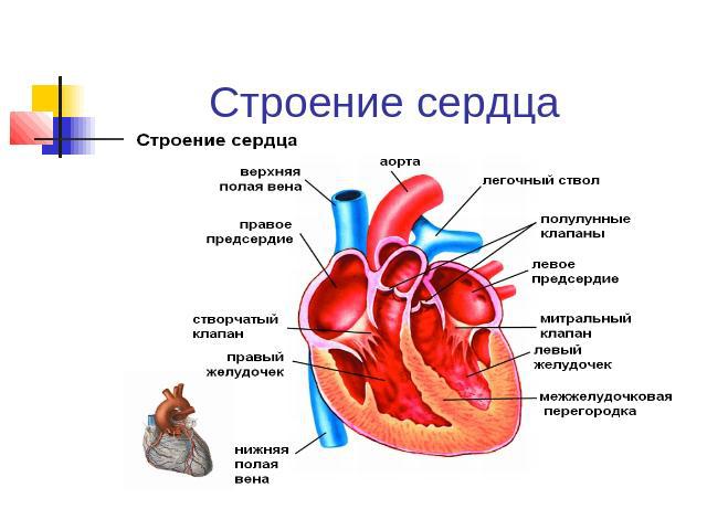 Строение сердца Представляет собой полый мышечный орган, разделенный на четыре полости (камеры) : - два тонкостенных предсердий и два толстостенных желудочков, расположенных снизу. Между ними находится по створчатому клапану.Четырехкамерное сердце (…