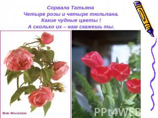 Сорвала Татьяна Четыре розы и четыре тюльпана.Какие чудные цветы !А сколько их –