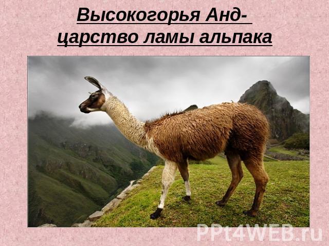 Высокогорья Анд- царство ламы альпака