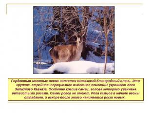 Гордостью местных лесов является кавказский благородный олень. Это крупное, стро