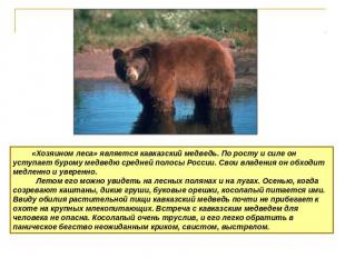 «Хозяином леса» является кавказский медведь. По росту и силе он уступает бурому