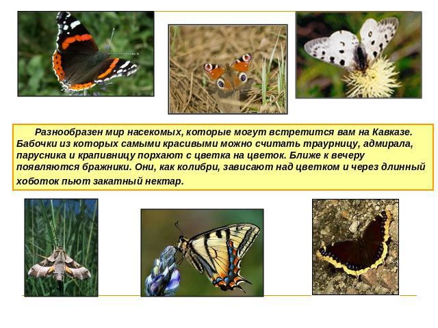 Разнообразен мир насекомых, которые могут встретится вам на Кавказе. Бабочки из которых самыми красивыми можно считать траурницу, адмирала, парусника и крапивницу порхают с цветка на цветок. Ближе к вечеру появляются бражники. Они, как колибри, зави…