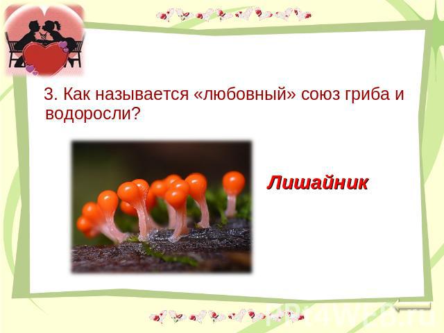 3. Как называется «любовный» союз гриба и водоросли?Лишайник