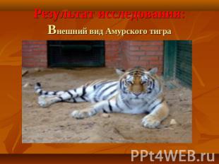 Результат исследования:Внешний вид Амурского тигра
