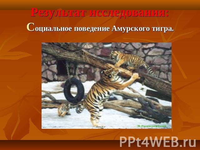 Результат исследования:Социальное поведение Амурского тигра.