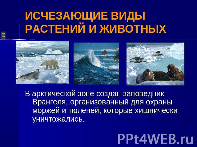 ИСЧЕЗАЮЩИЕ ВИДЫ РАСТЕНИЙ И ЖИВОТНЫХ В арктической зоне создан заповедник Врангеля, организованный для охраны моржей и тюленей, которые хищнически уничтожались.