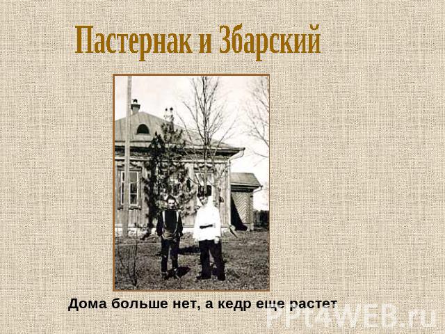 Пастернак и Збарский Дома больше нет, а кедр еще растет