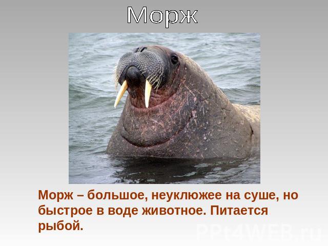 МоржМорж – большое, неуклюжее на суше, но быстрое в воде животное. Питается рыбой.