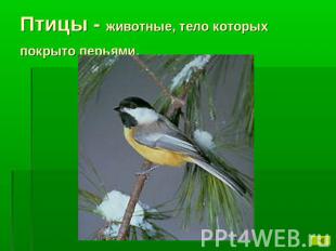 Птицы - животные, тело которых покрыто перьями.