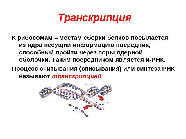 Транскрипция К рибосомам – местам сборки белков посылается из ядра несущий информацию посредник, способный пройти через поры ядерной оболочки. Таким посредником является и-РНК. Процесс считывания (списывания) или синтеза РНК называют транскрипцией