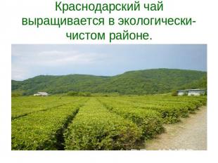 Краснодарский чай выращивается в экологически-чистом районе.