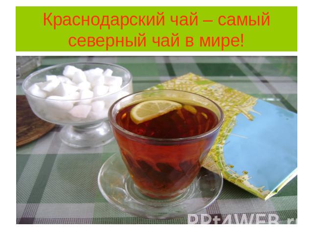 Краснодарский чай – самый северный чай в мире!