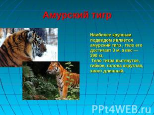 Амурский тигр Наиболее крупным подвидом является амурский тигр , тело его достиг