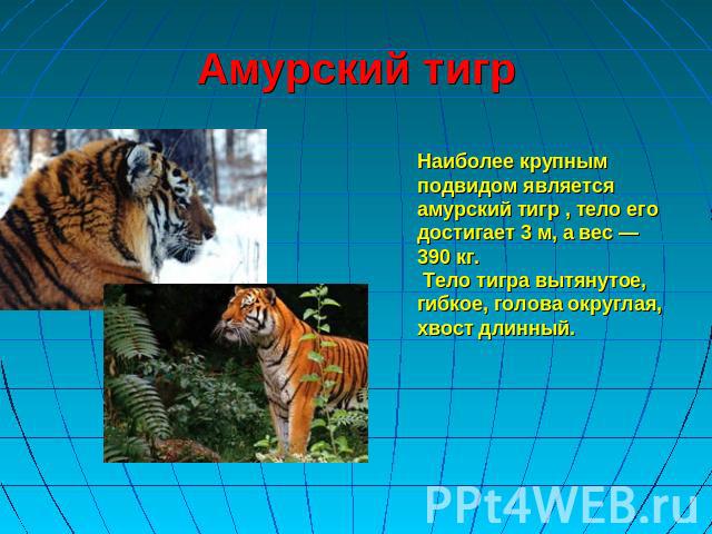 Амурский тигр Наиболее крупным подвидом является амурский тигр , тело его достигает 3 м, а вес — 390 кг. Тело тигра вытянутое, гибкое, голова округлая, хвост длинный.