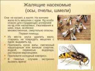 Жалящие насекомые (осы, пчелы, шмели) Они не кусают, а жалят. На кончике жала ес