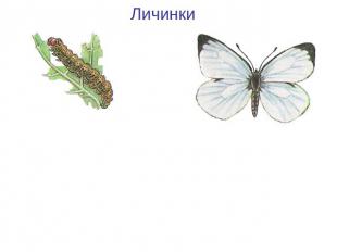 Личинки Гусеница бабочки капустной белянкиКапустная белянка