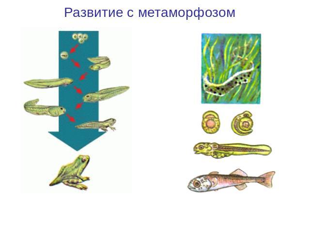 Развитие с метаморфозом Развитие лягушкиРазвитие рыбы